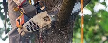 How Our Tree Care Process Works  in  The Crossings, FL