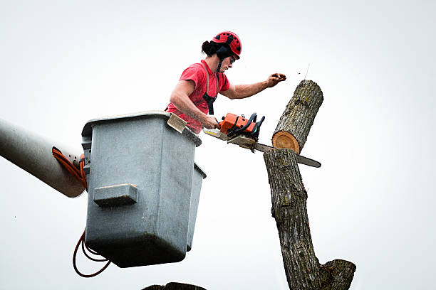 Reliable The Crossings, FL Tree Care Solutions